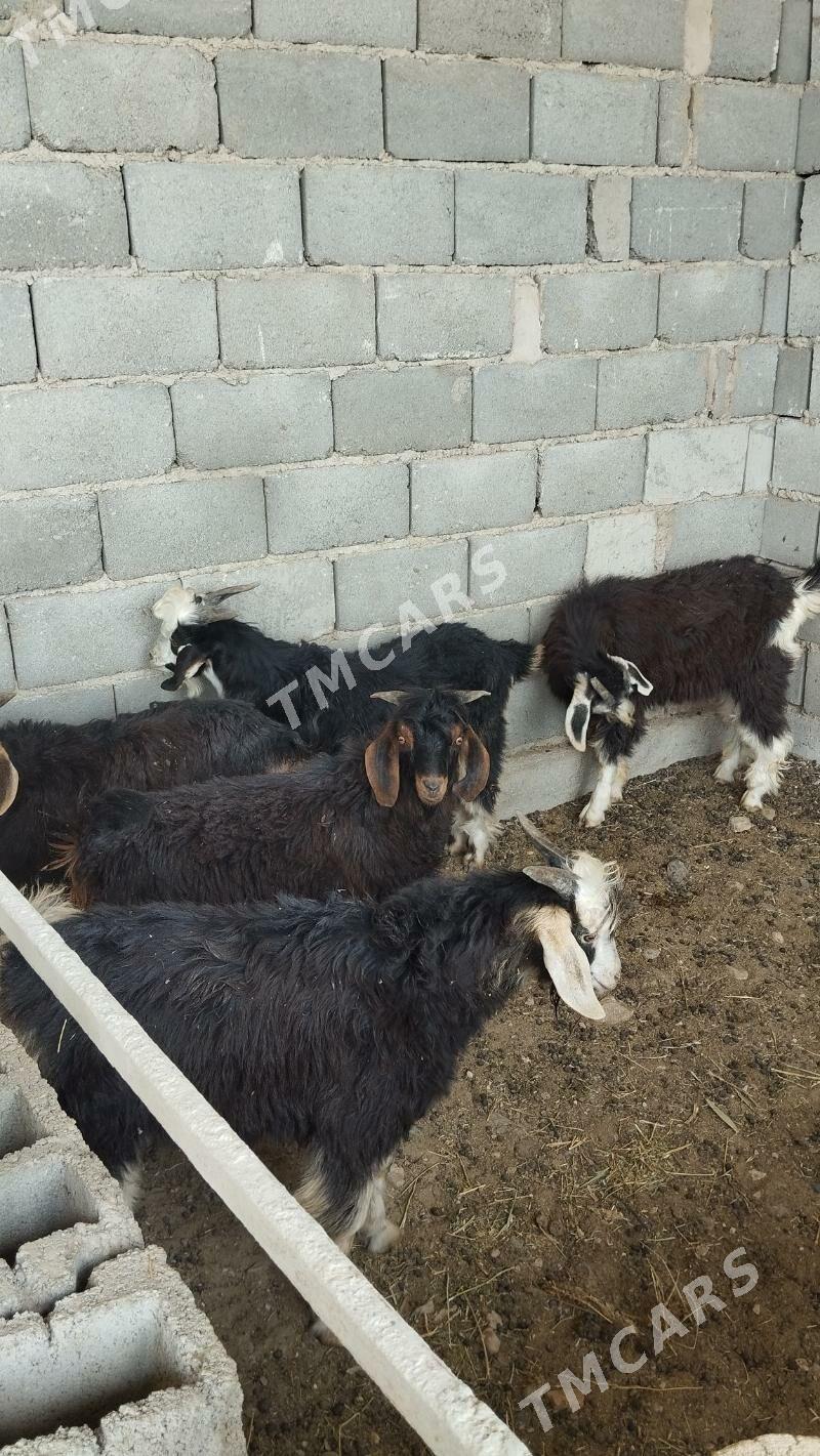 Çebiş - Gyzylarbat - img 2