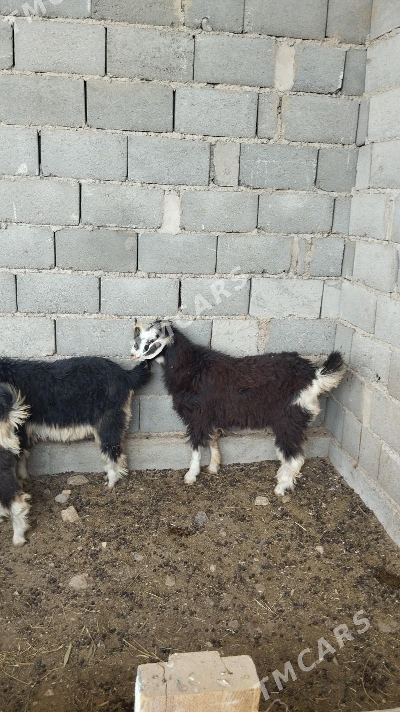 Çebiş - Gyzylarbat - img 3