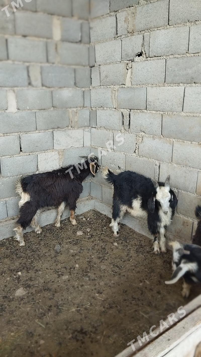 Çebiş - Gyzylarbat - img 1