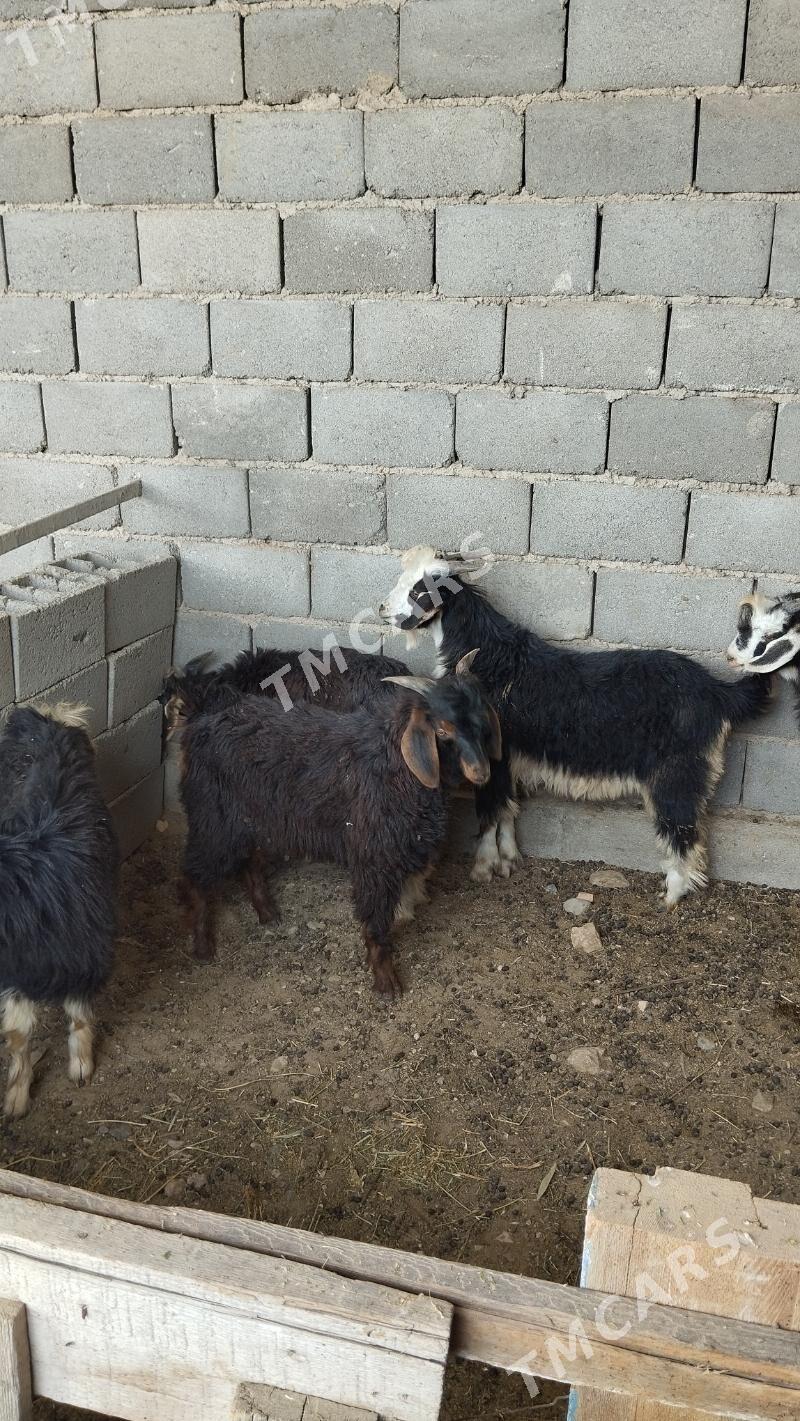 Çebiş - Gyzylarbat - img 4