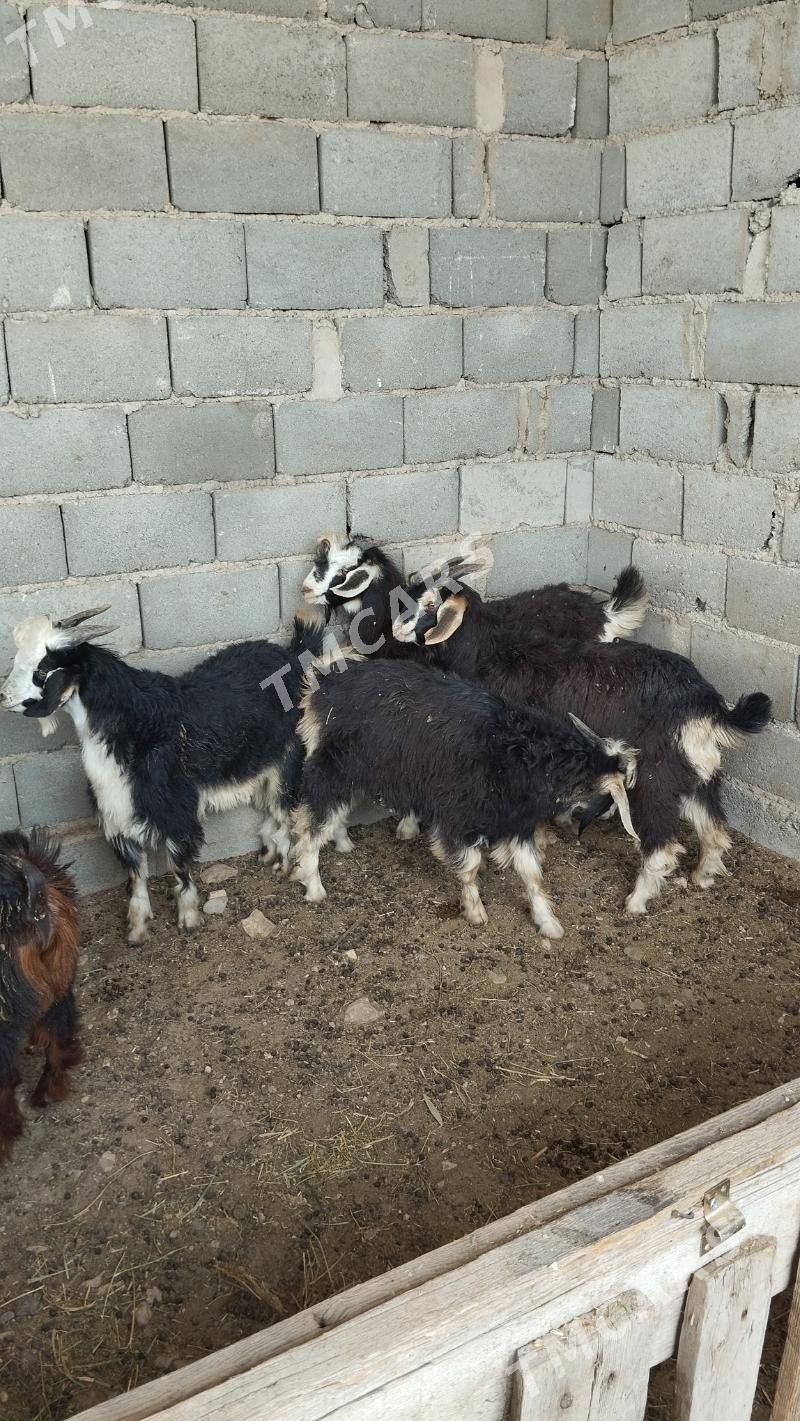 Çebiş - Gyzylarbat - img 5