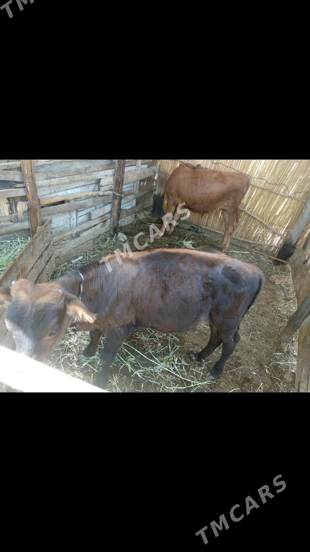 OKUZCE GARA VE GYZYL - Мары - img 4