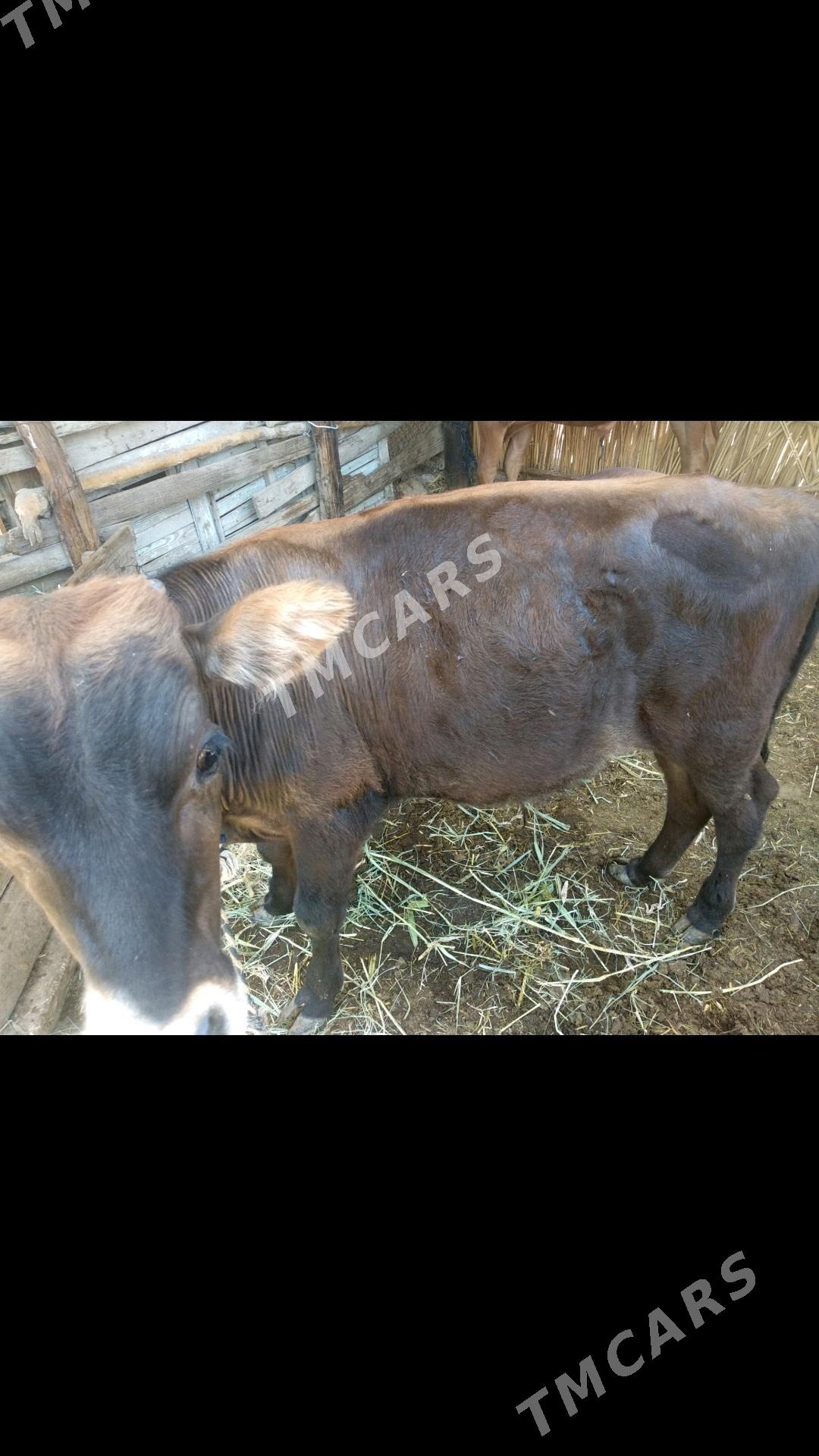 OKUZCE GARA VE GYZYL - Мары - img 5