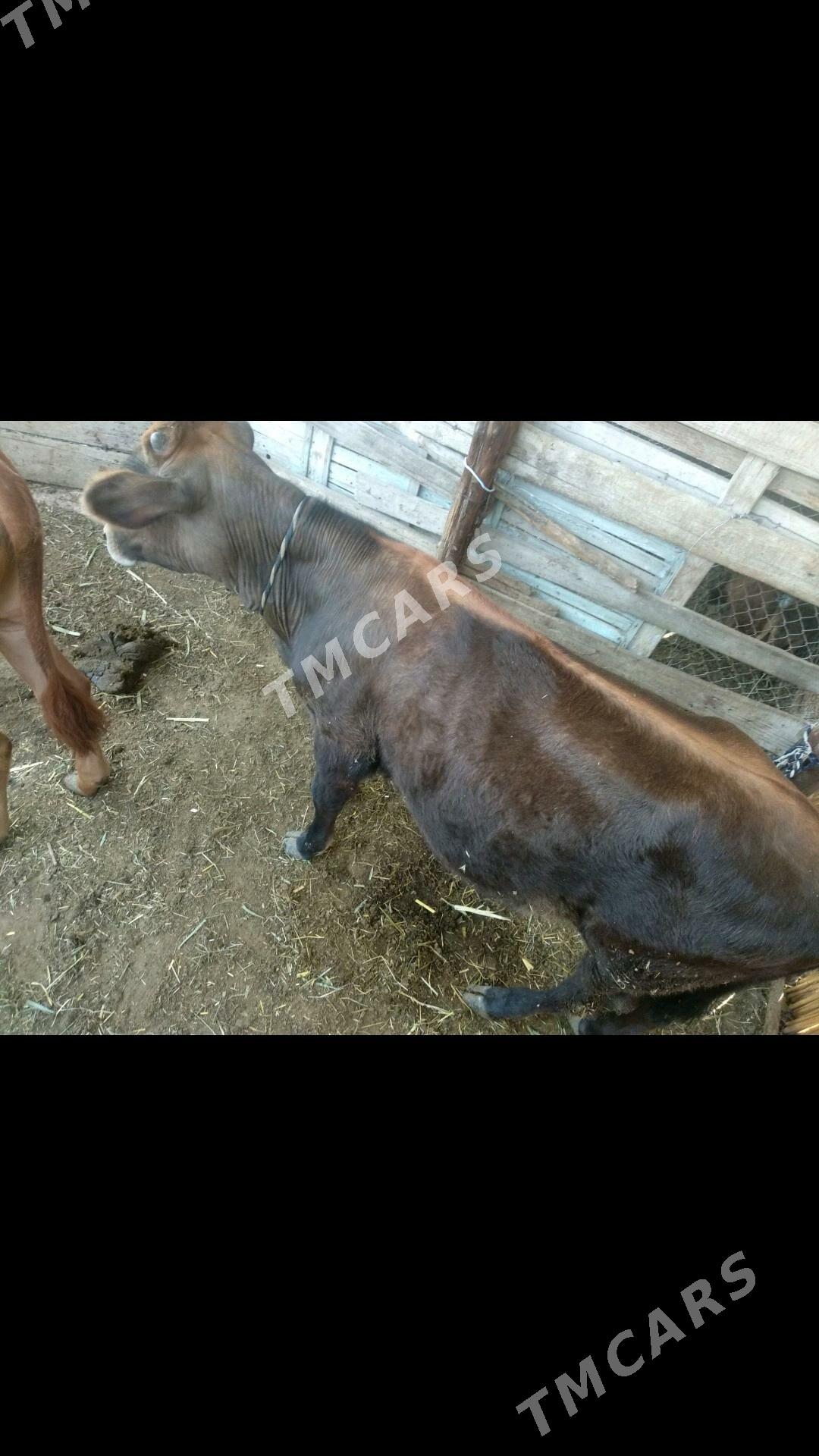 OKUZCE GARA VE GYZYL - Мары - img 8
