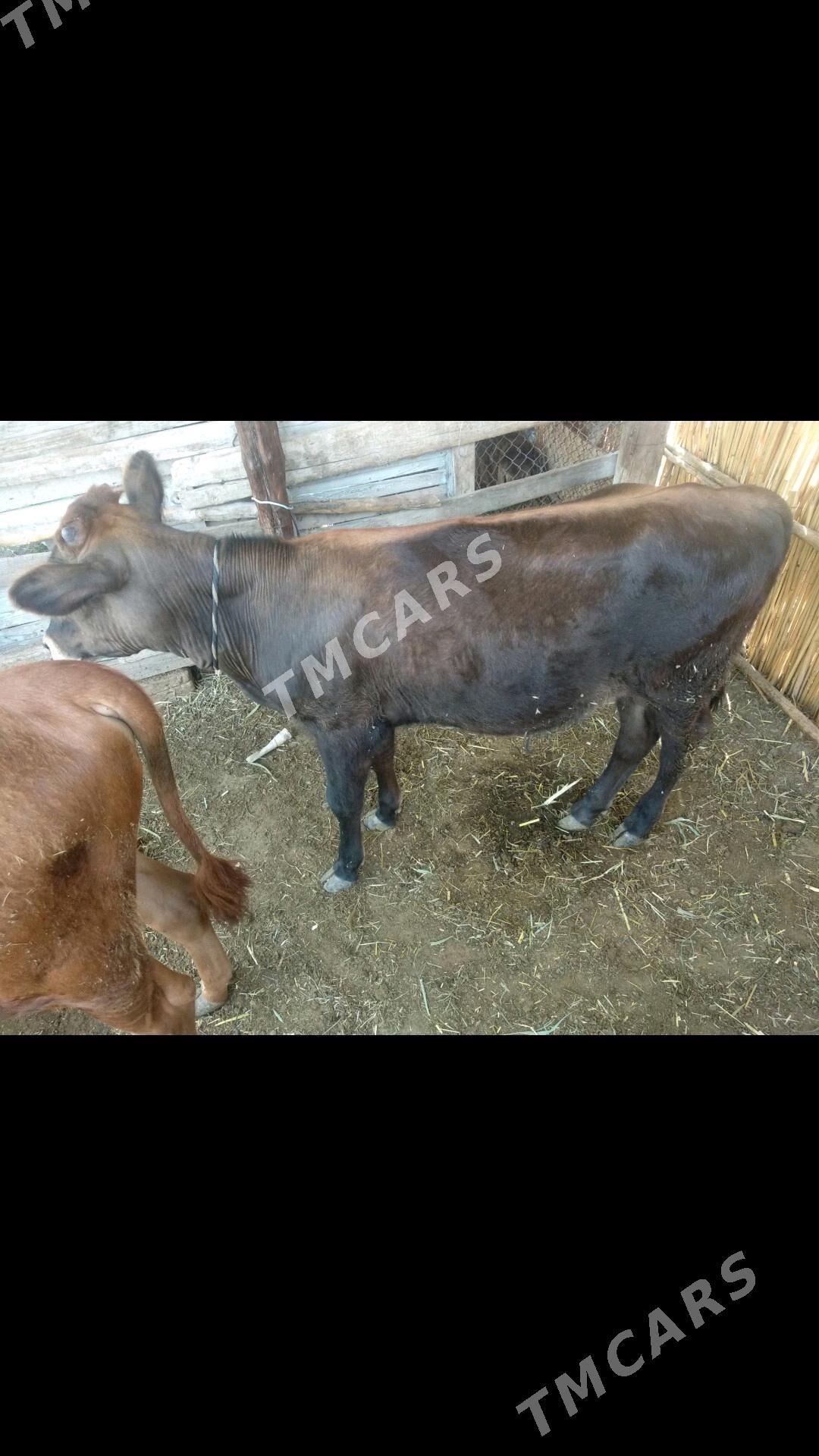 OKUZCE GARA VE GYZYL - Мары - img 7