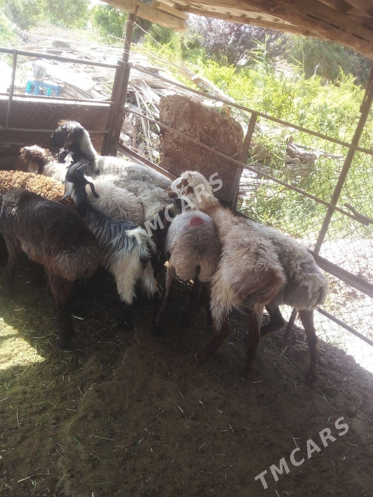 Çebiş we tokly - Murgap - img 1