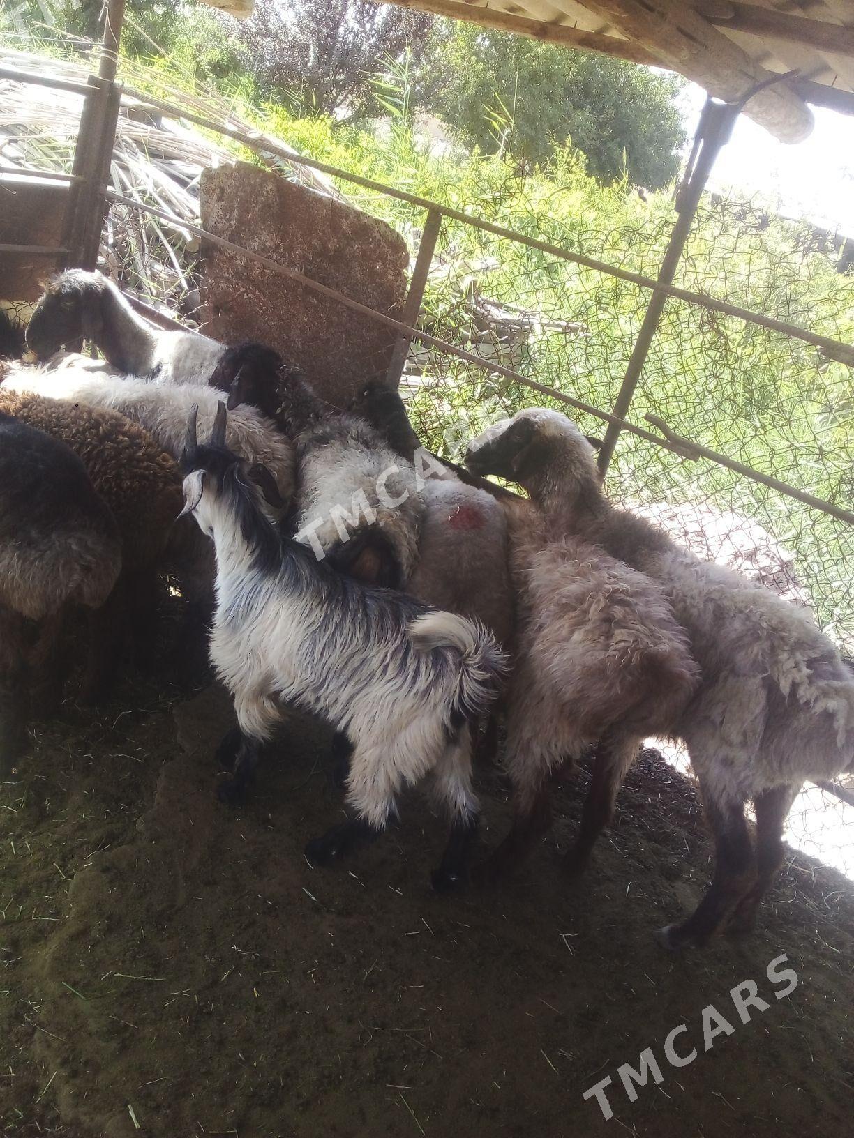 Çebiş we tokly - Murgap - img 2