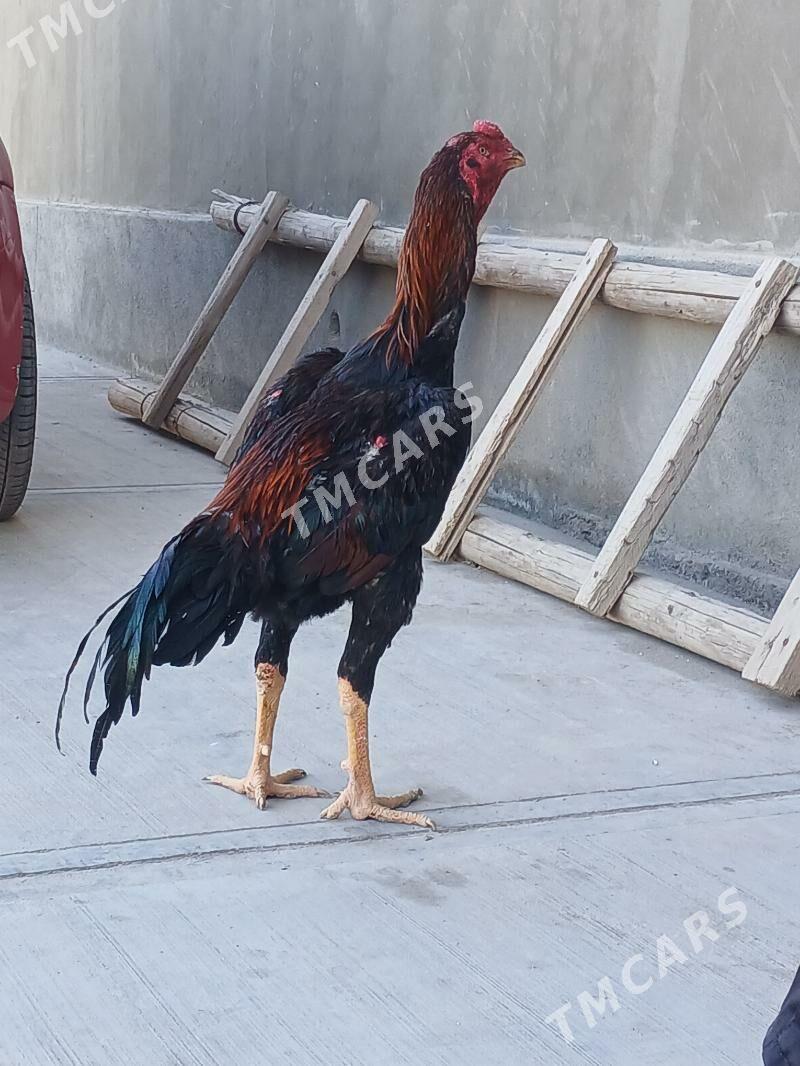 paroda - Daşoguz - img 2