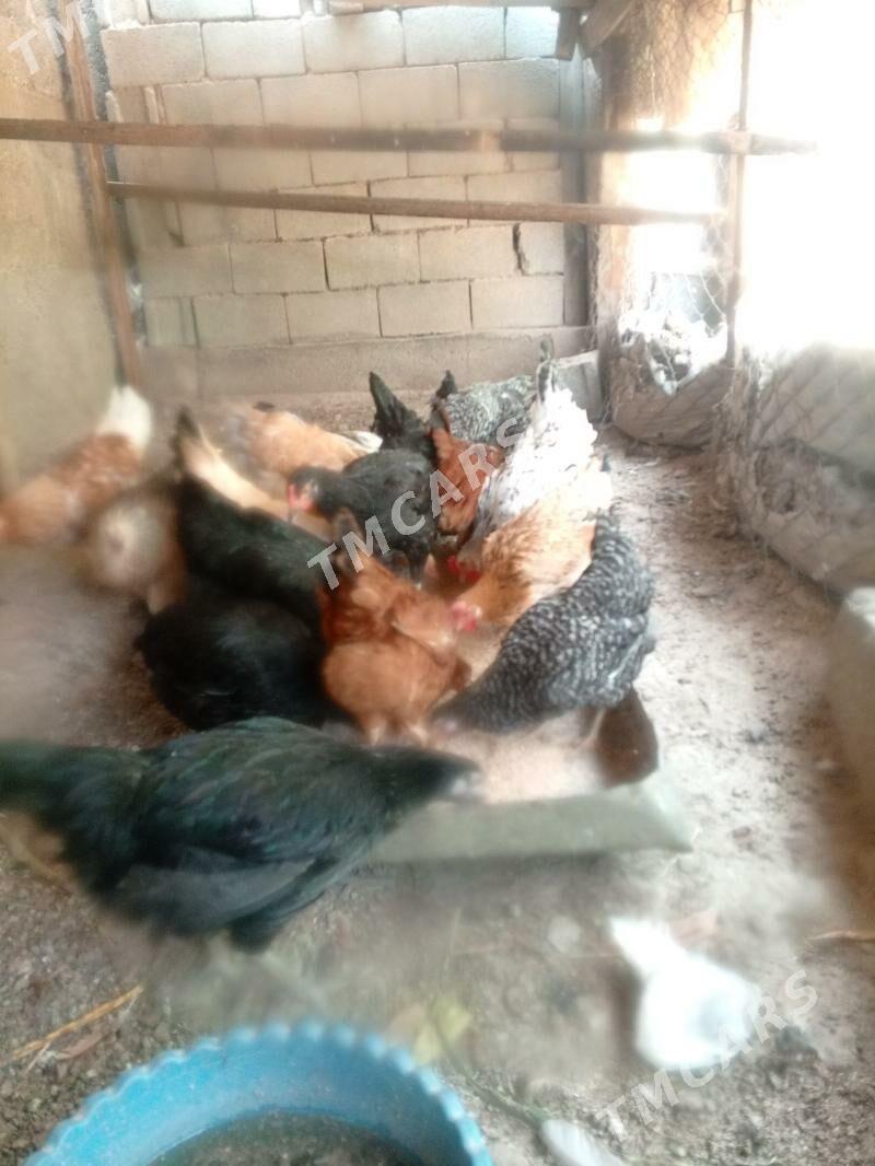 guzlap yoron towuklar - Багир - img 1