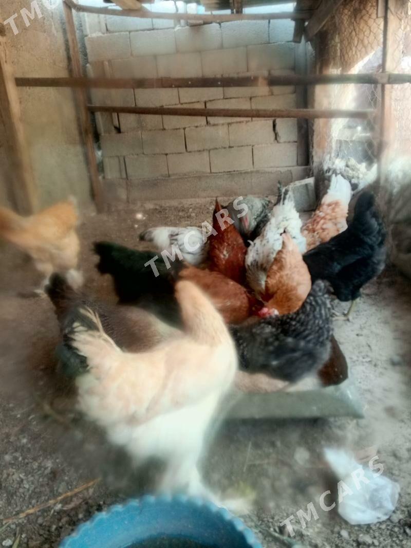 guzlap yoron towuklar - Багир - img 2