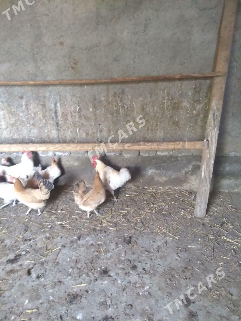 horaz - Çoganly - img 3
