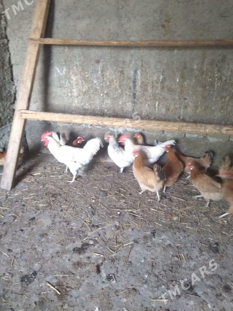 horaz - Çoganly - img 2