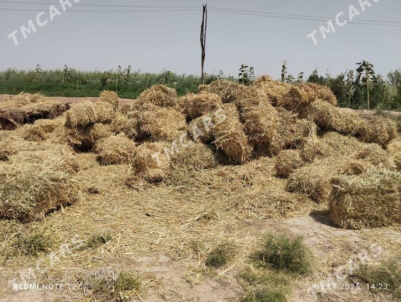 gamyş ýorunjaly kip - Мургап - img 3