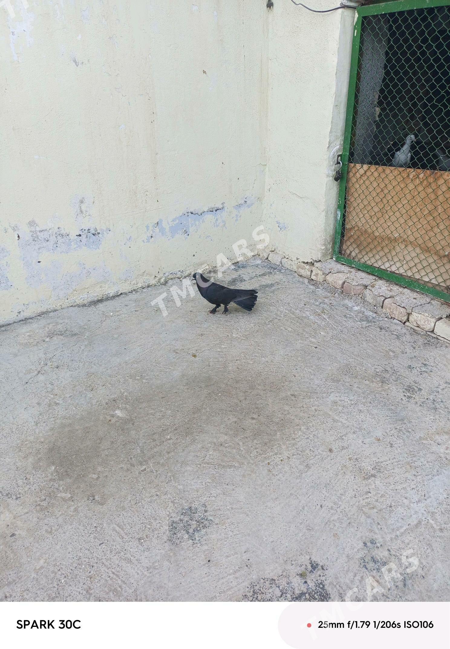 kepderi - Çoganly - img 1