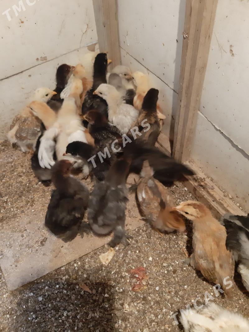 brama jüjeler arassa we sagdyn - Daşoguz - img 4