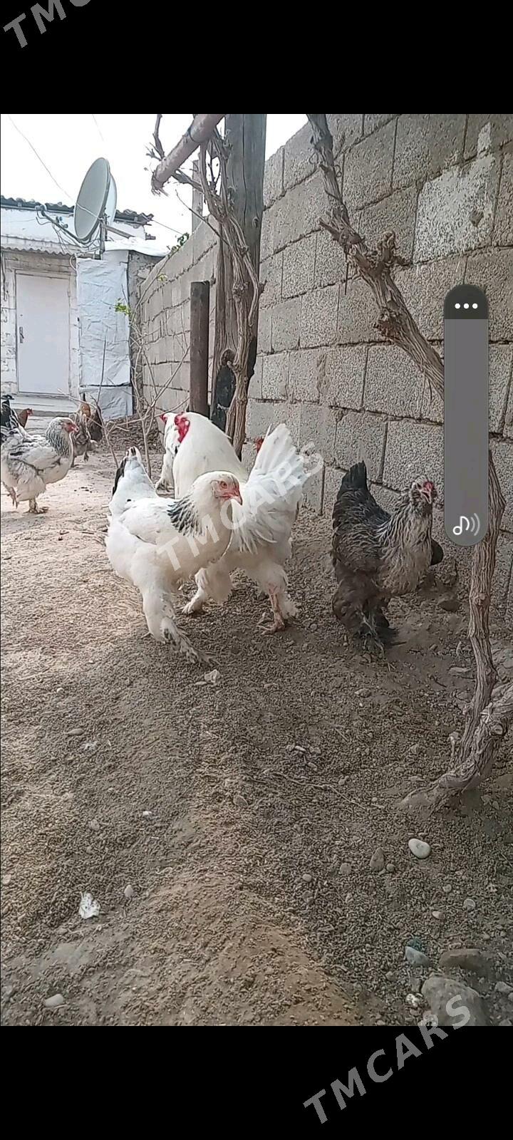 brama tawuk - Jebel - img 5