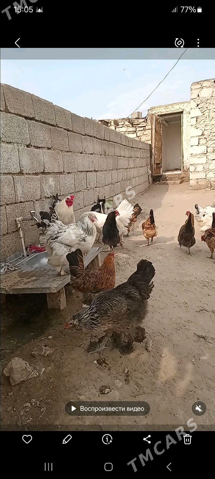 brama tawuk - Jebel - img 2