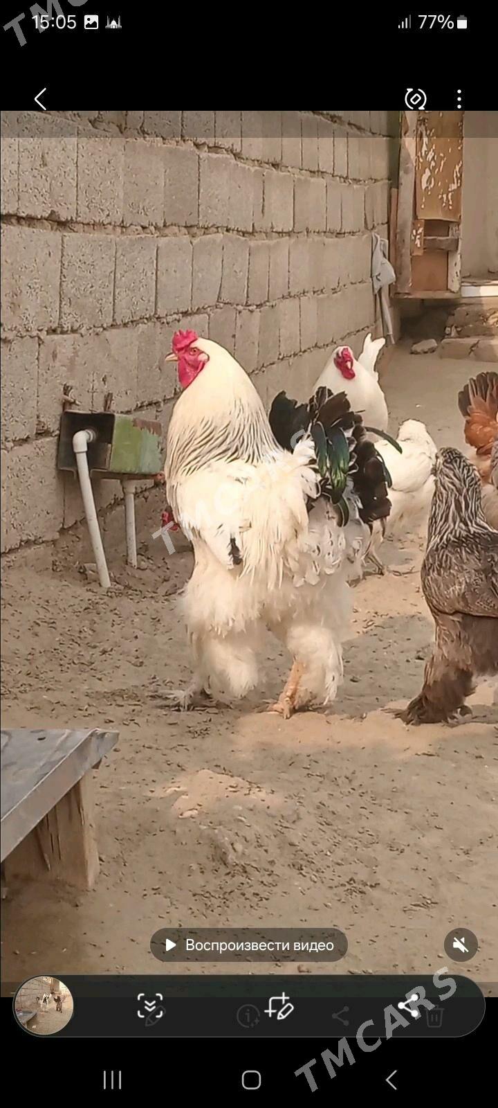 brama tawuk - Jebel - img 3