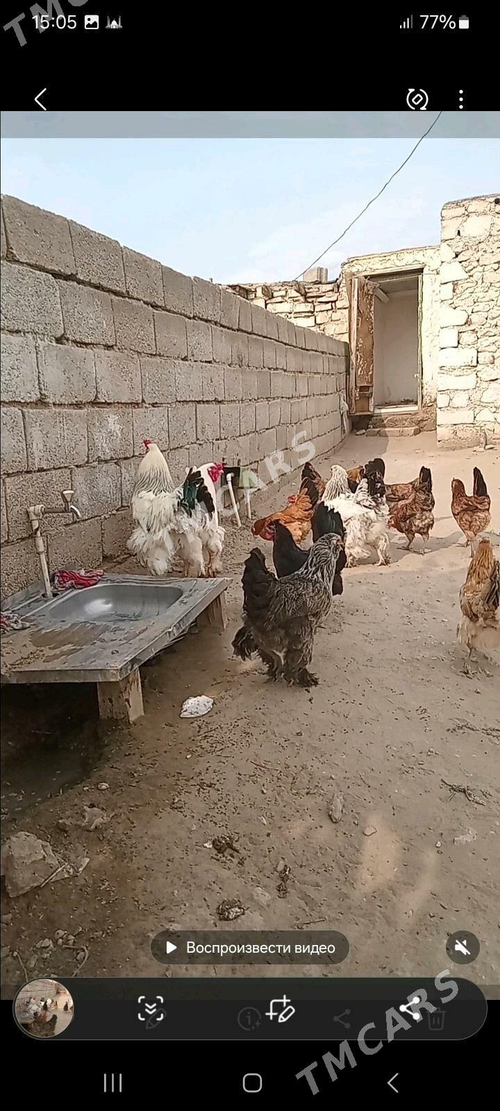 brama tawuk - Jebel - img 1