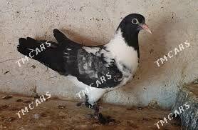 guş - Gyzylarbat - img 2