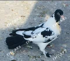 guş - Gyzylarbat - img 1