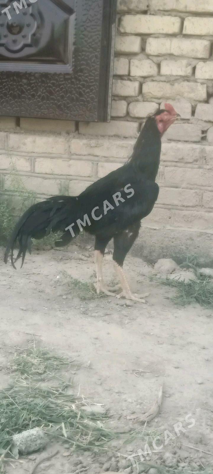 Horaz Turk - Daşoguz - img 1