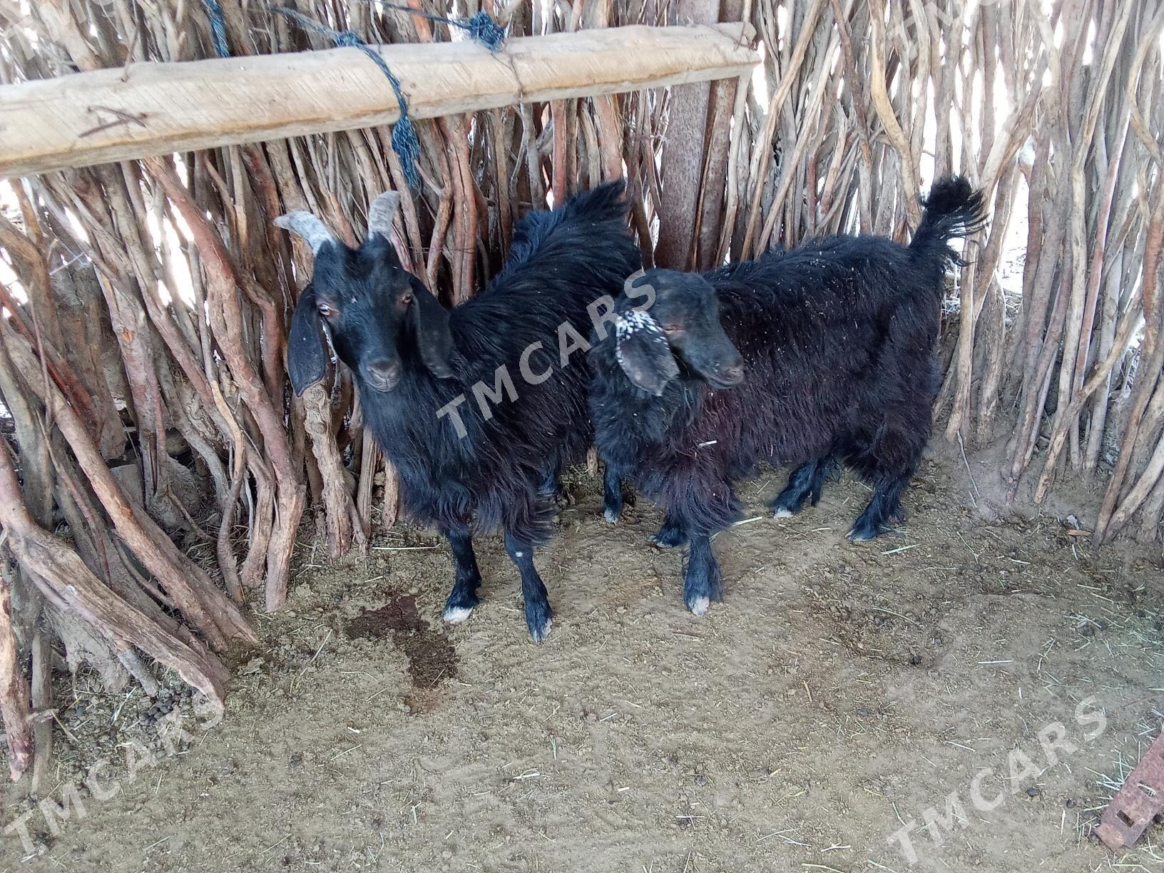 çebiş - Sakarçäge - img 1