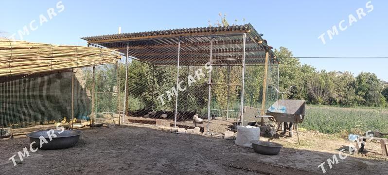 towum ketek - Туркменгала - img 2