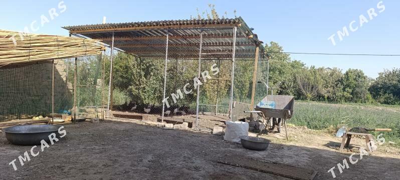 towum ketek - Туркменгала - img 1