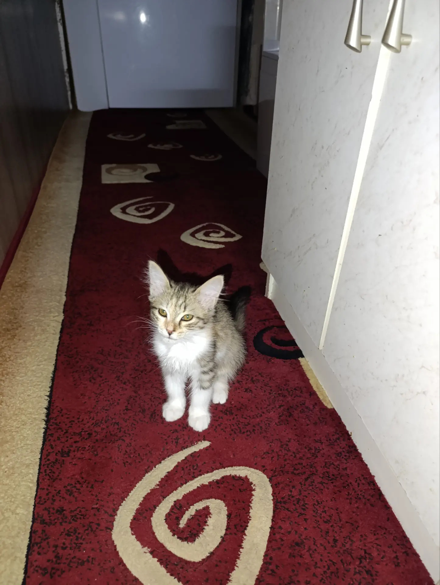 кот - Aşgabat - img 7
