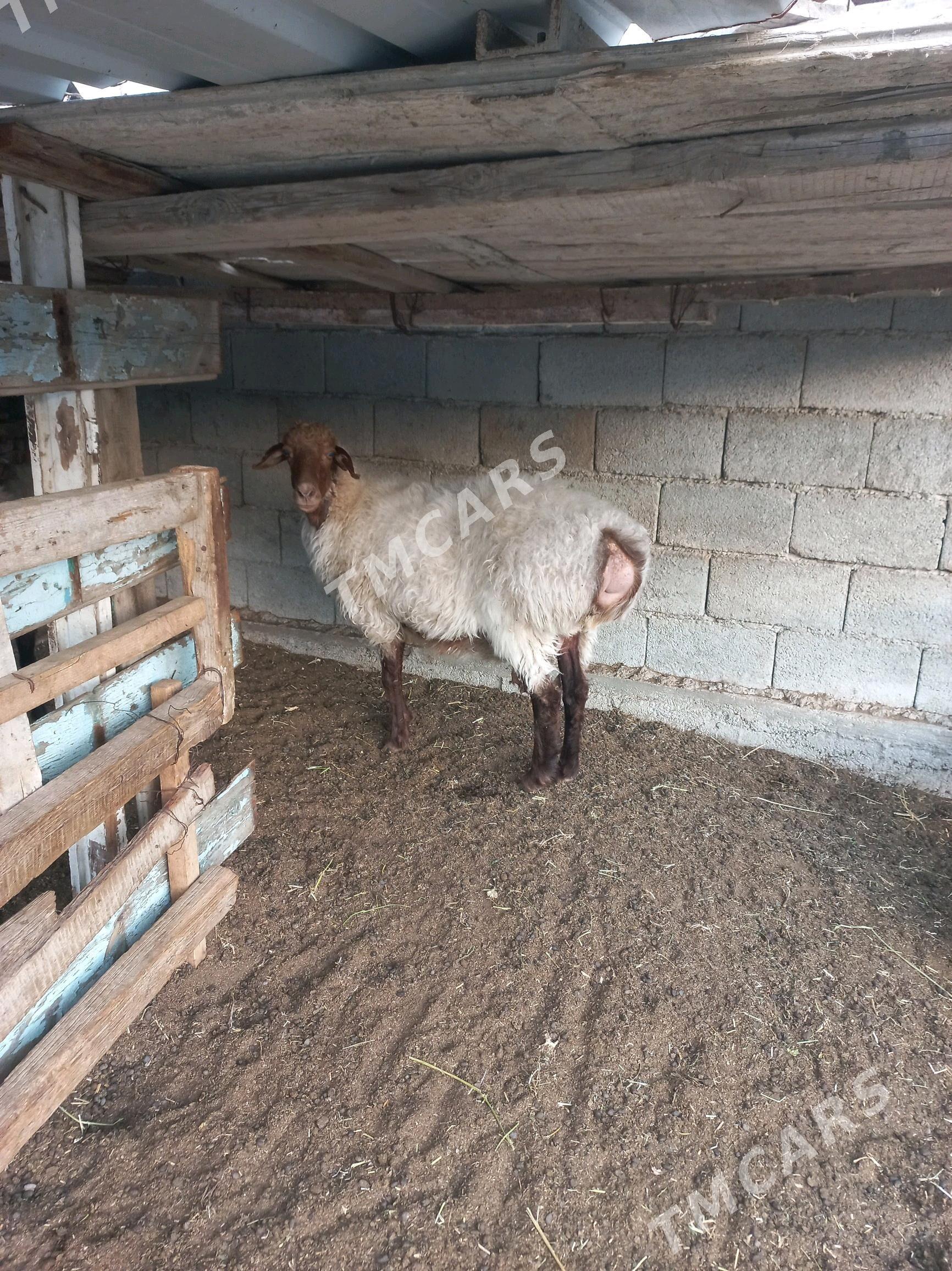 Goýun - Büzmeýin - img 1