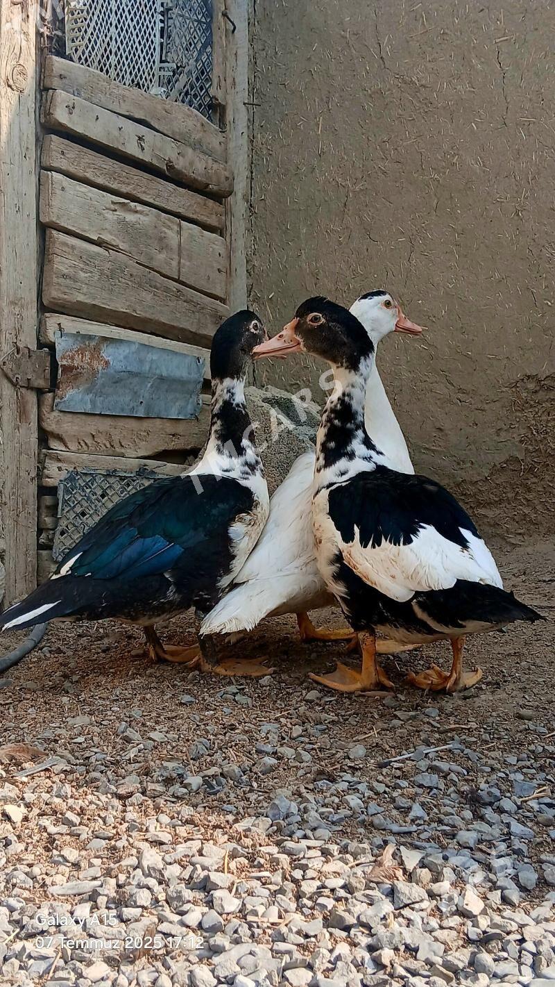 indautka ördek - Bäherden - img 3