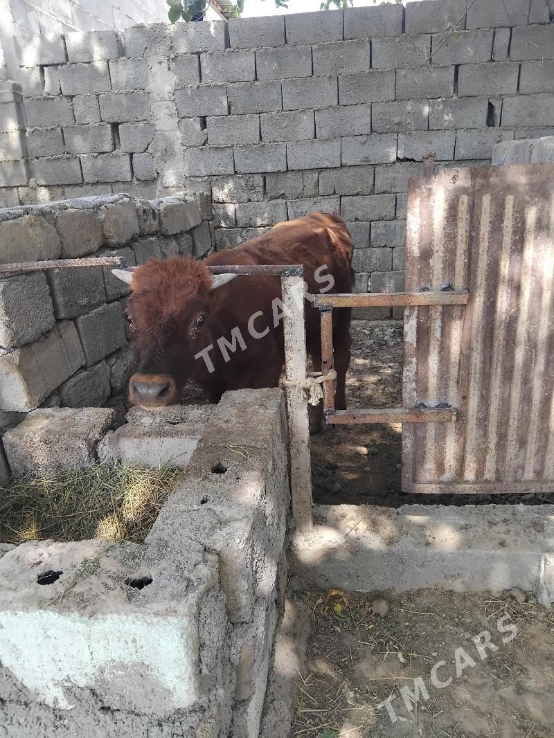 oʻöküz göle - Анев - img 4