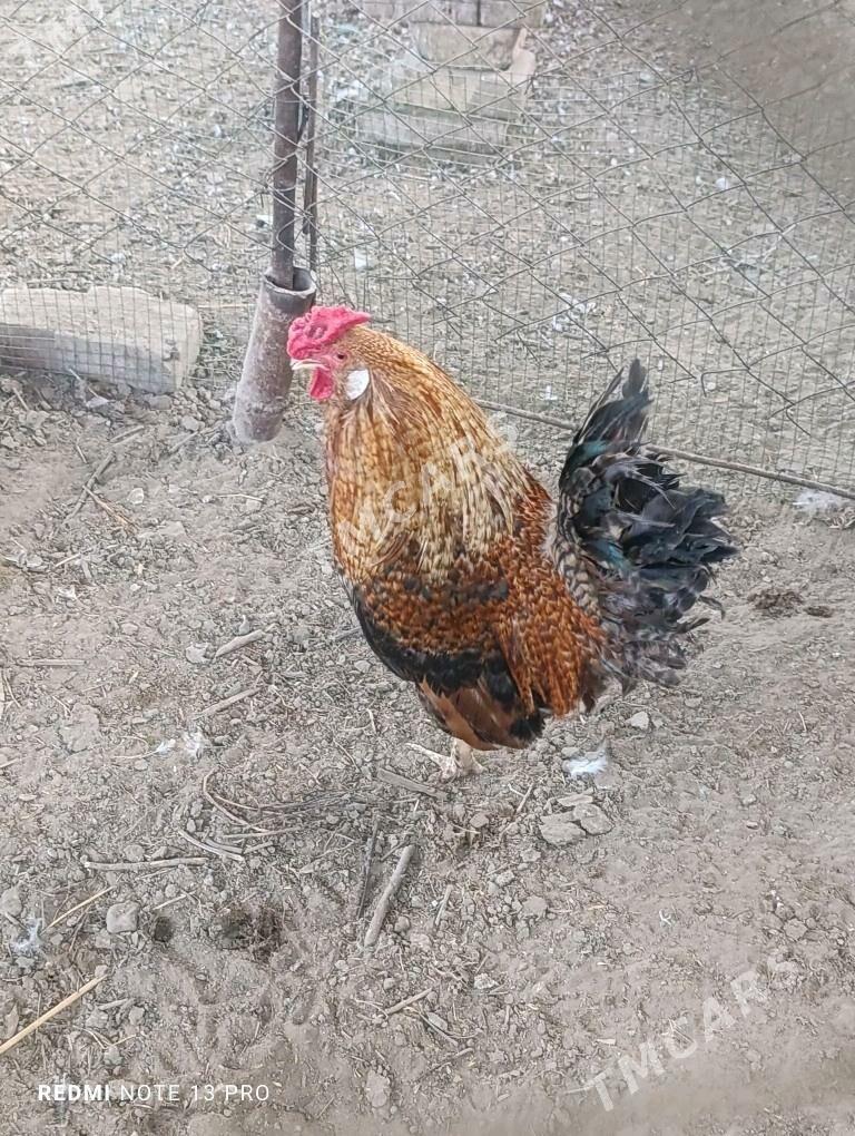 Towuk yerli - Сакарчага - img 1