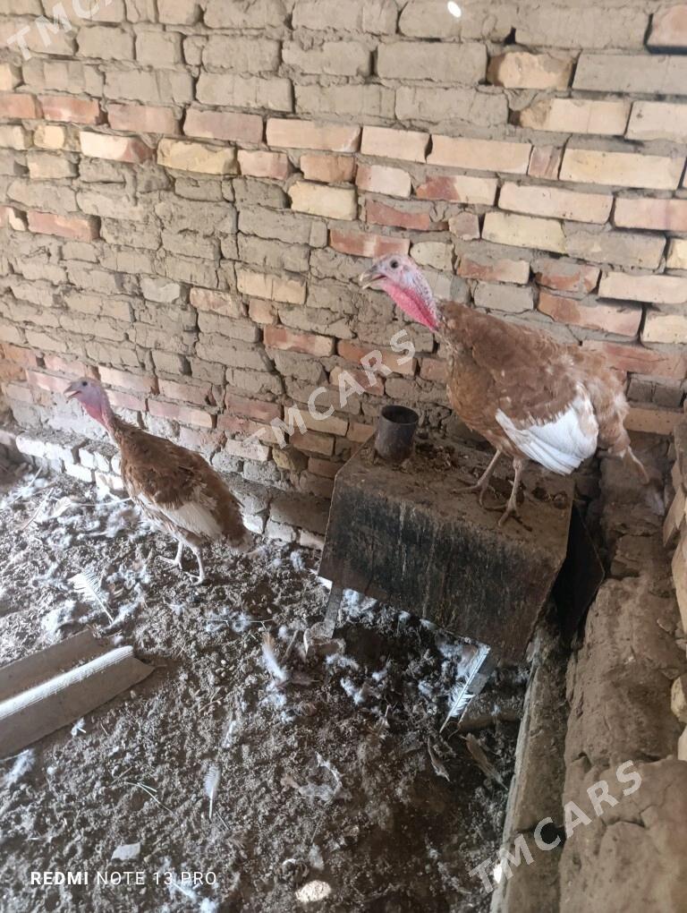 Induk juje gyzyl owgan paroda - Sakarçäge - img 2