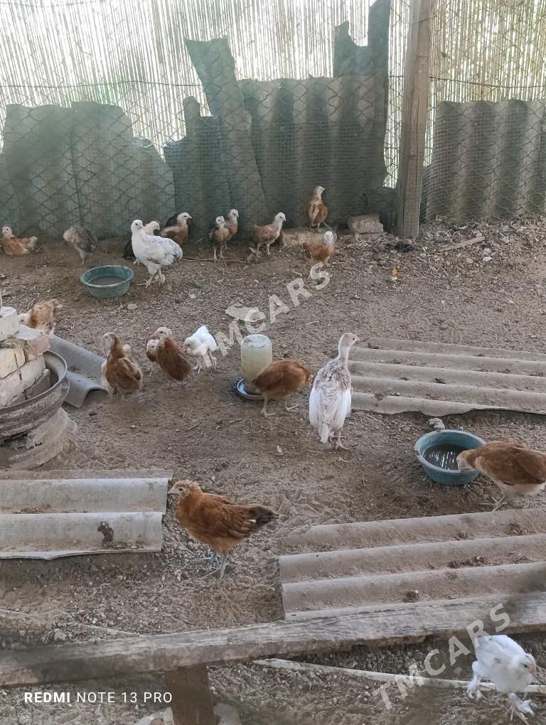 Induk juje gyzyl owgan paroda - Sakarçäge - img 3
