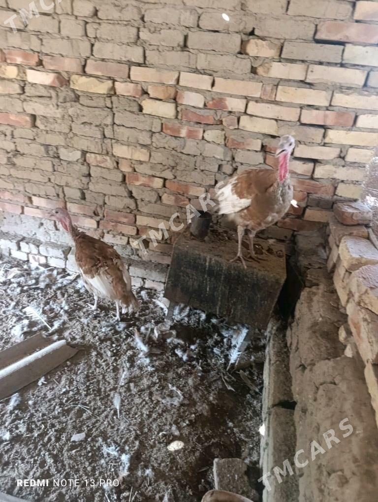 Induk juje gyzyl owgan paroda - Sakarçäge - img 8
