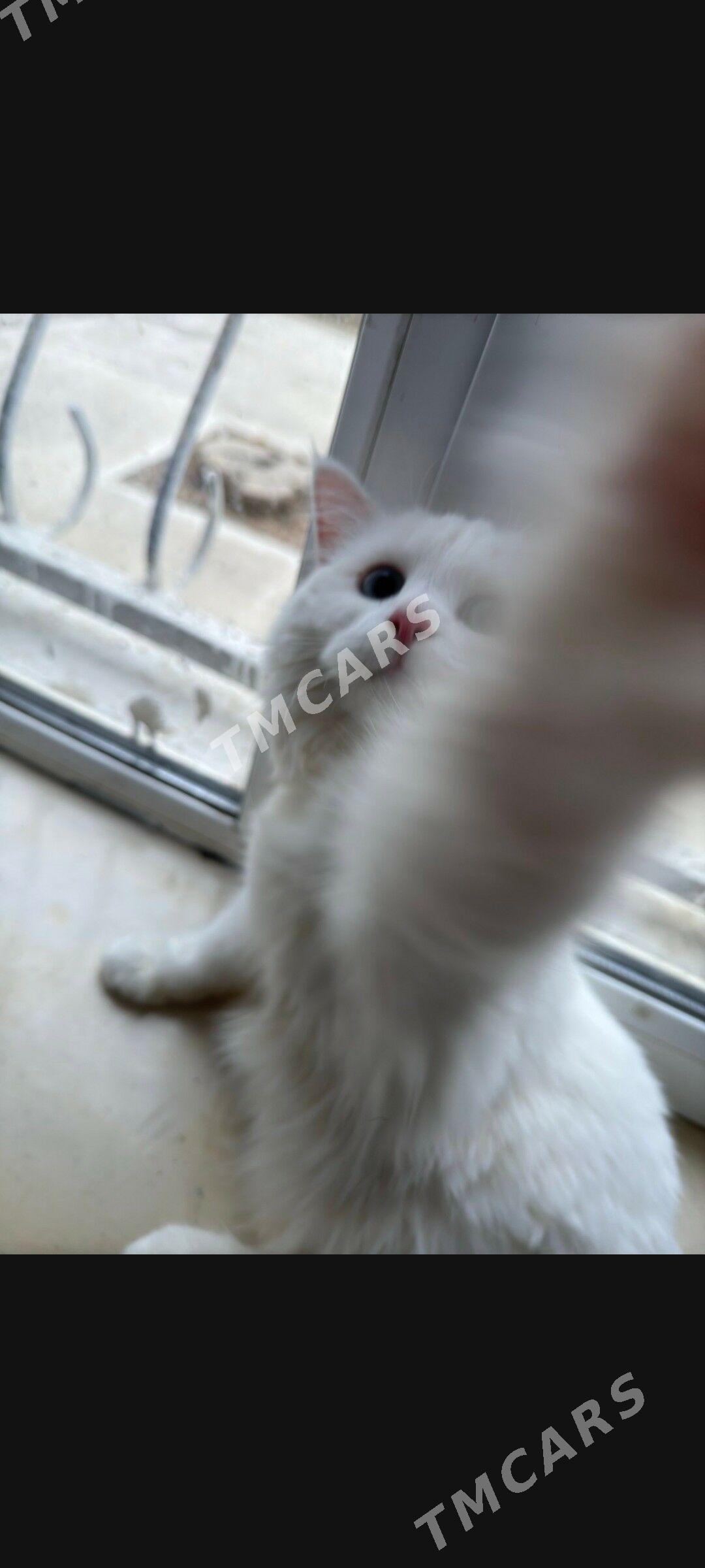 pişik - Ашхабад - img 2