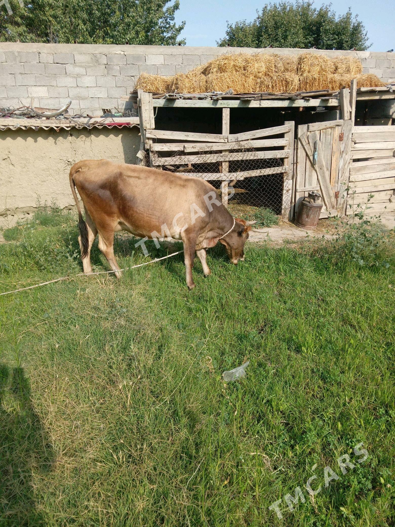 sagylyan sygyr - Bäherden - img 1