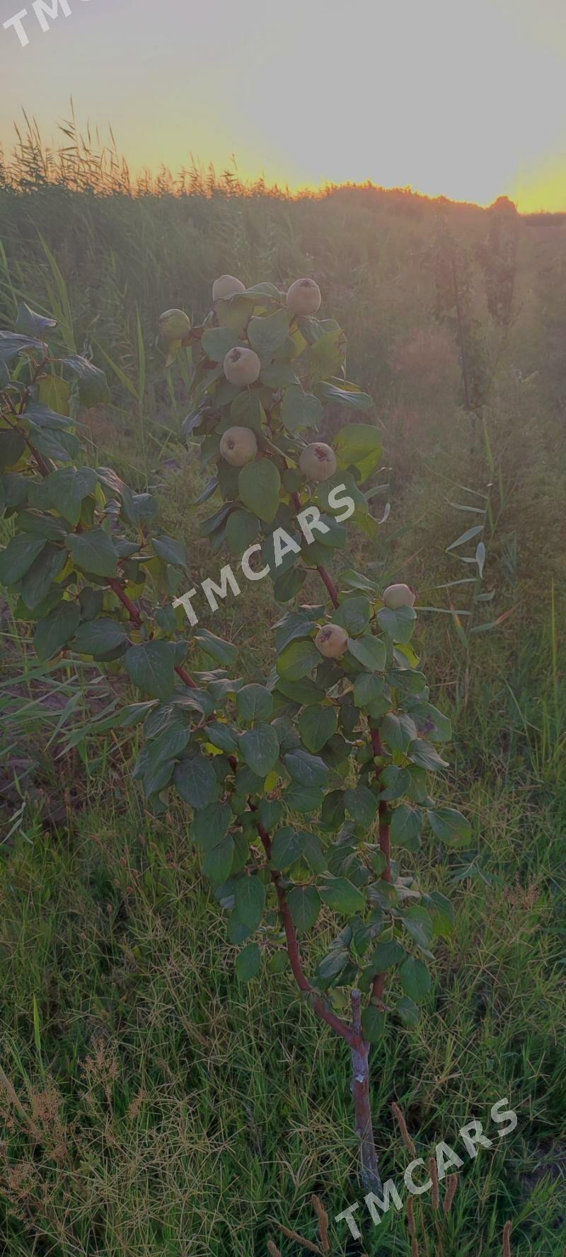 Яш Баг 3,5 Гектар. - Фарап - img 1