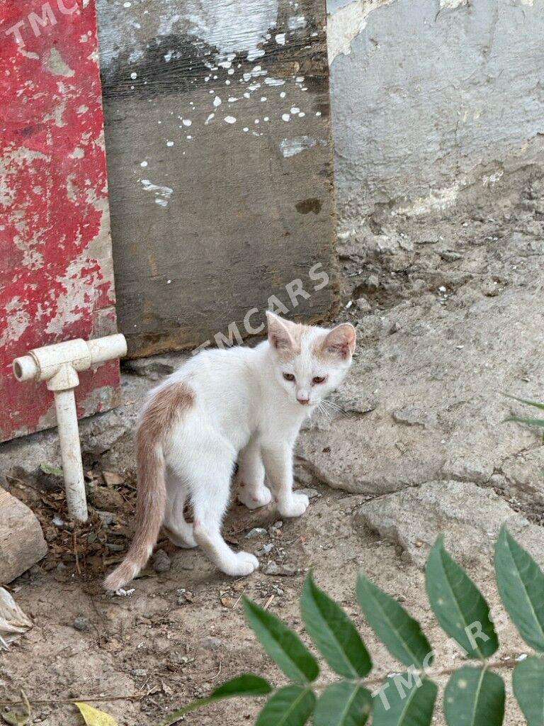 рыжий котенок. мальчик - Ашхабад - img 1