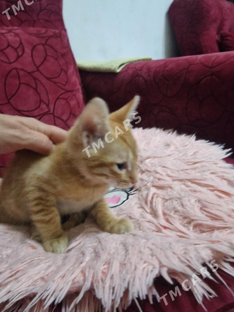 рыжий котенок. мальчик - Ашхабад - img 3