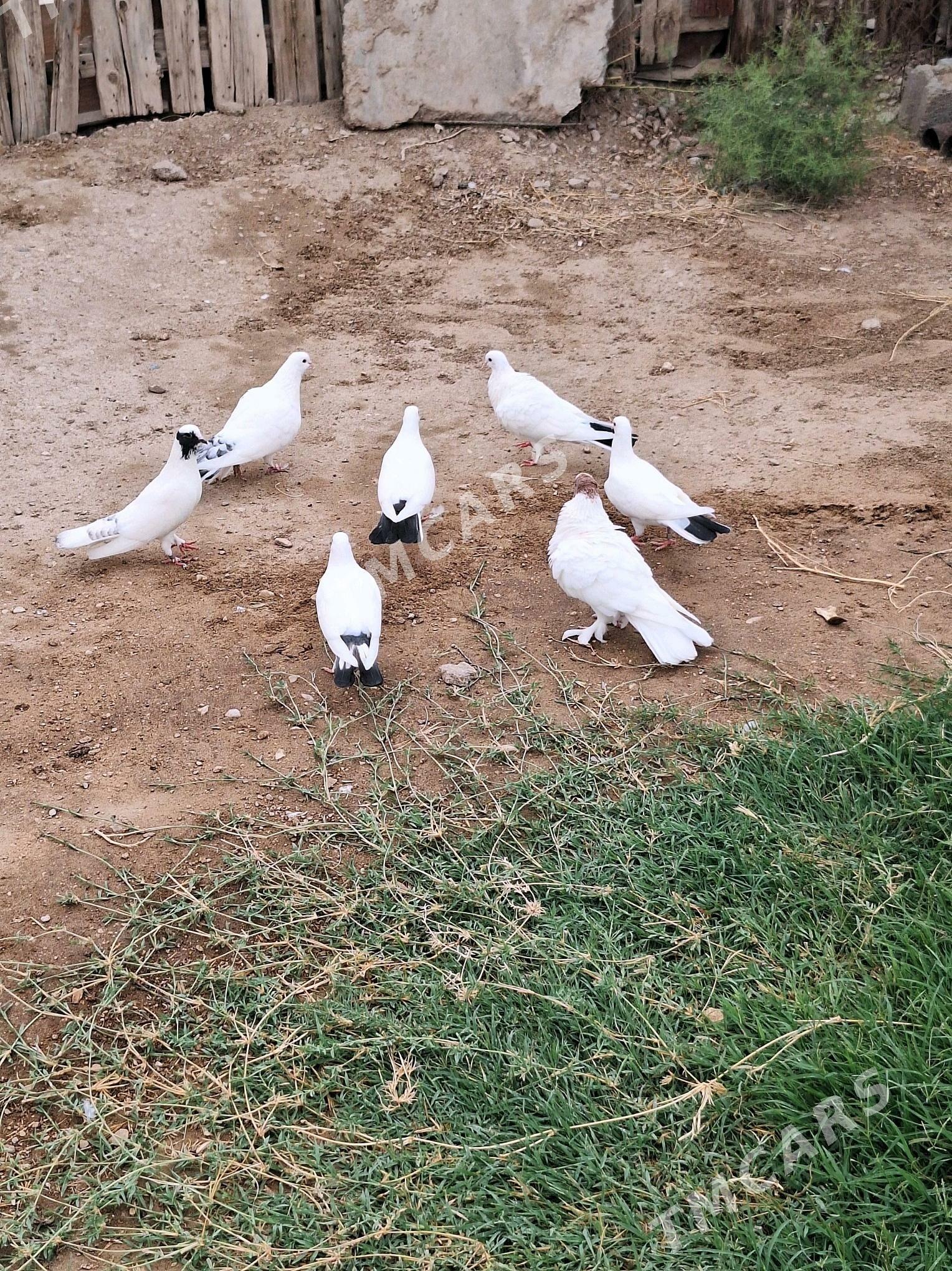 kepderi - Balkanabat - img 5