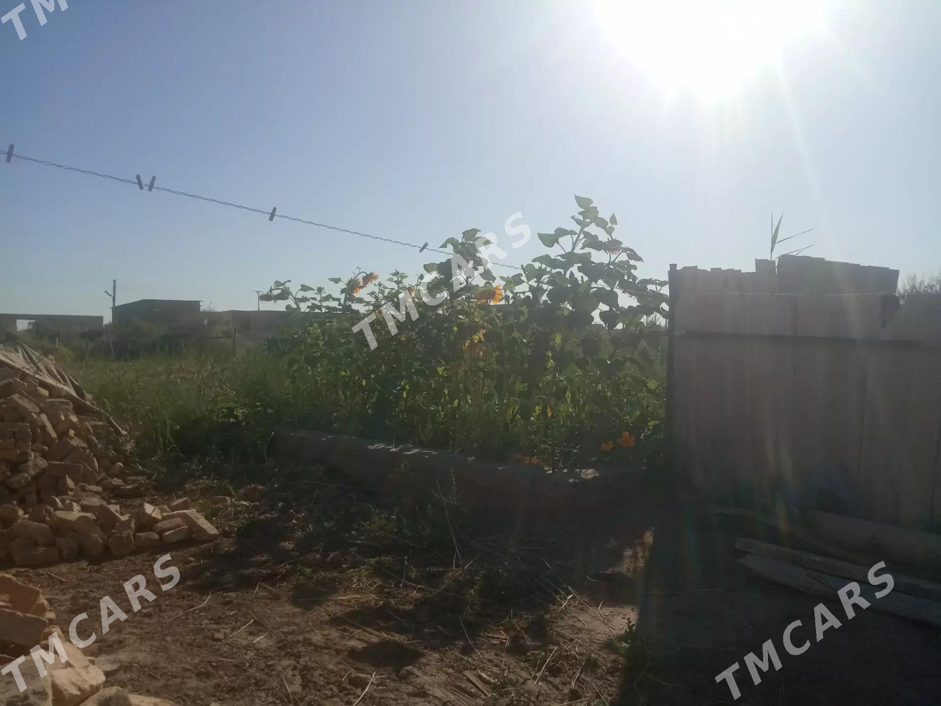 Daca oben - Çärjew - img 5