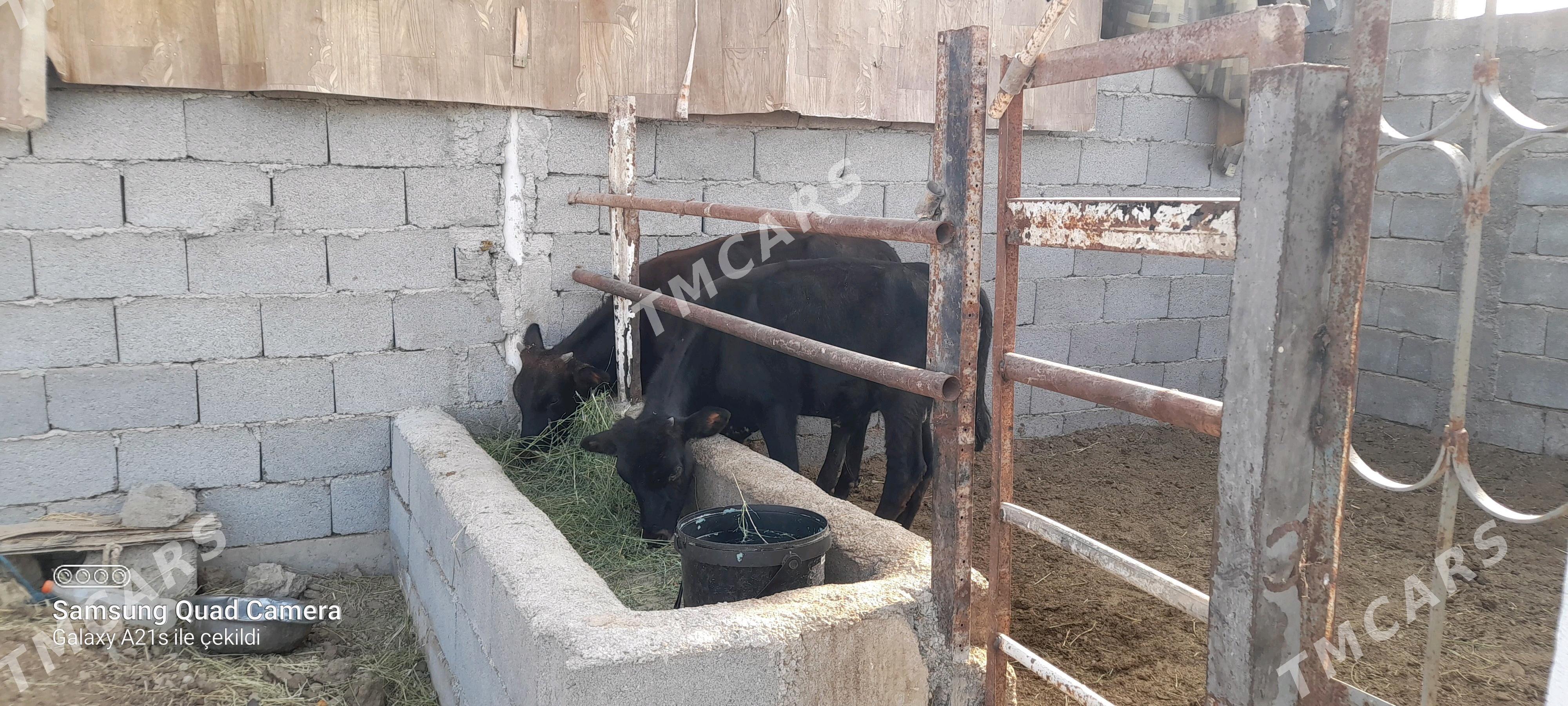 öküzçe - Бузмеин - img 1