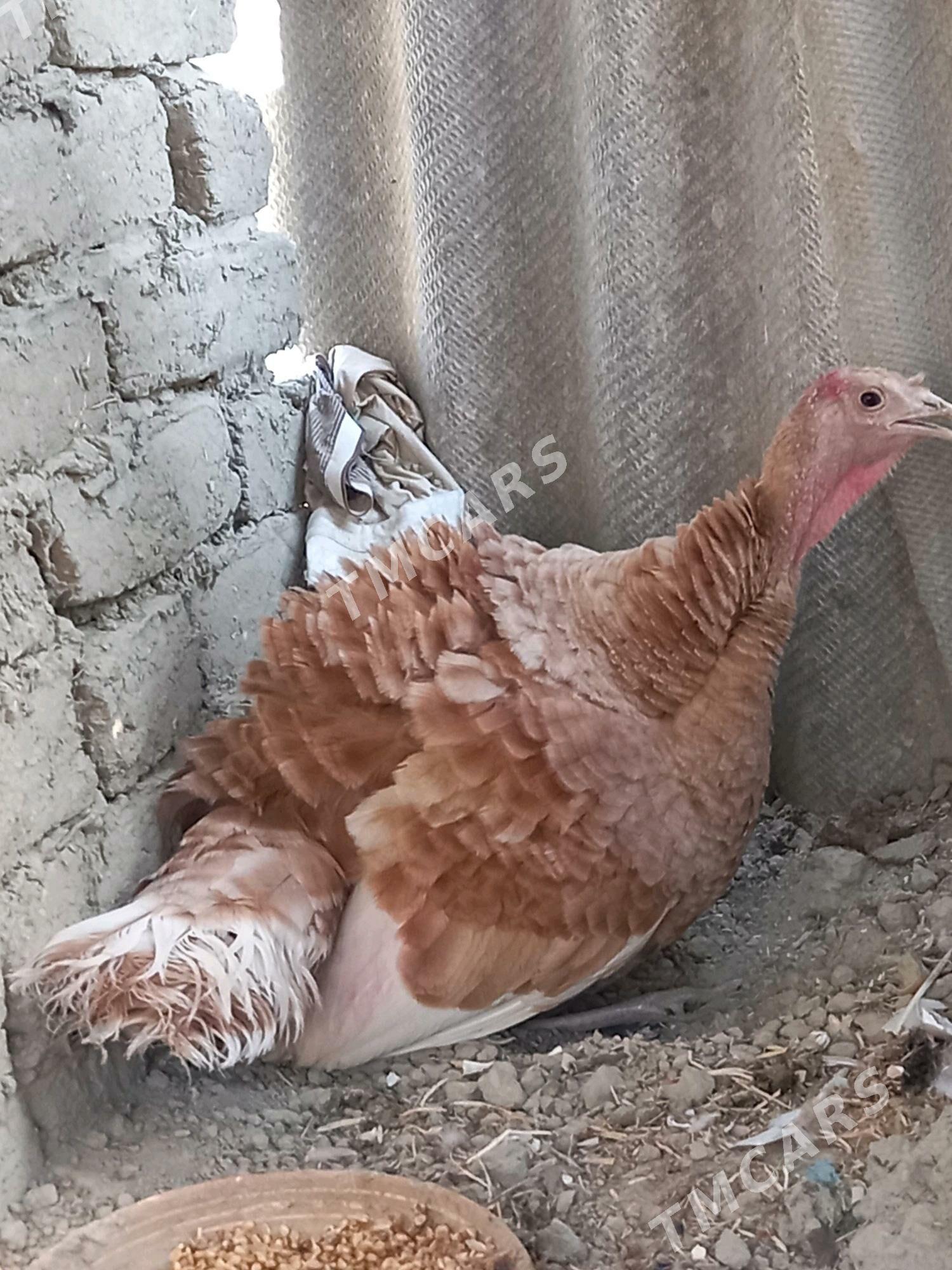 induk owgan ķürük - Bäherden - img 1