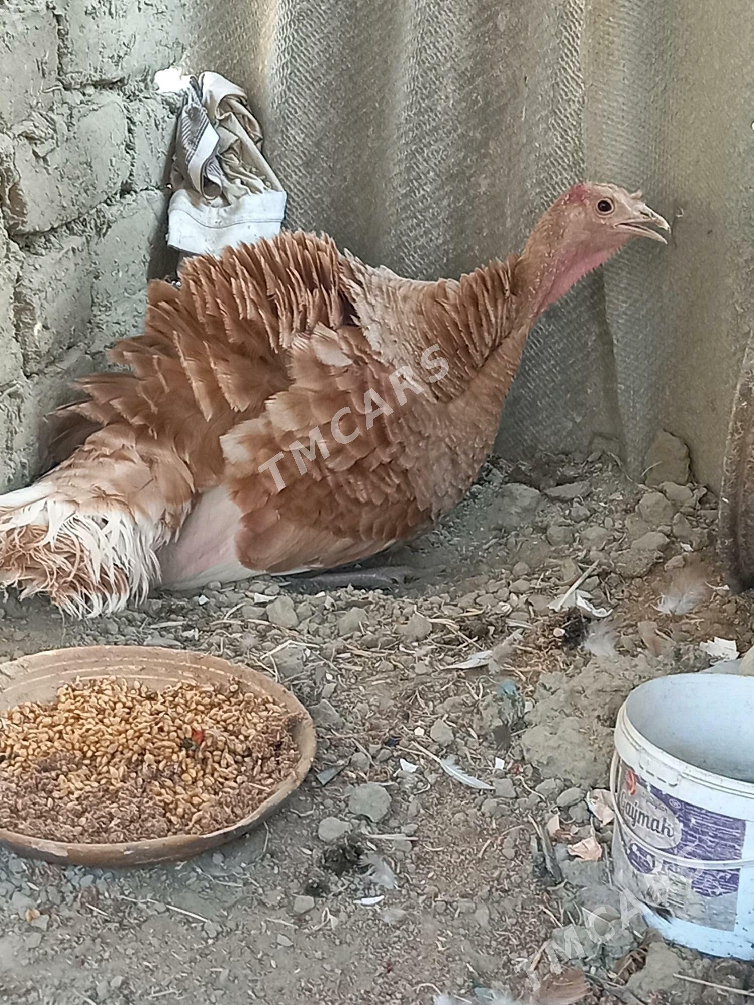 induk owgan ķürük - Bäherden - img 2