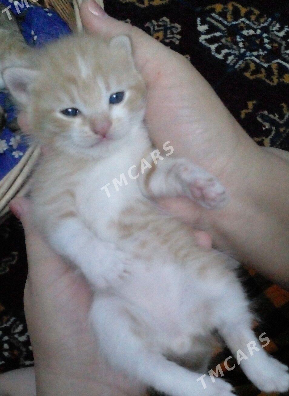 котята - Туркменабат - img 1
