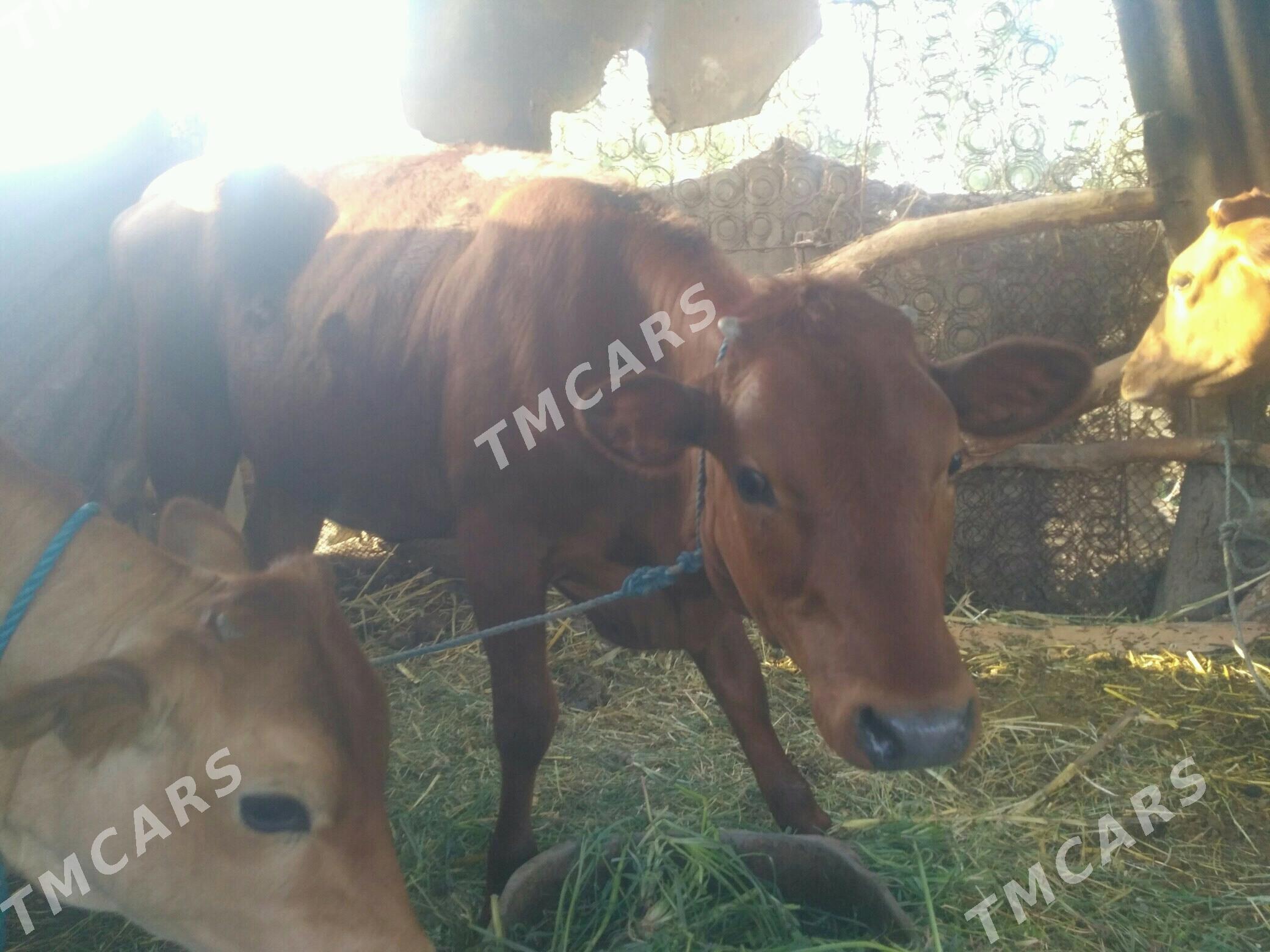 unajyn öküzçe - Türkmenabat - img 5