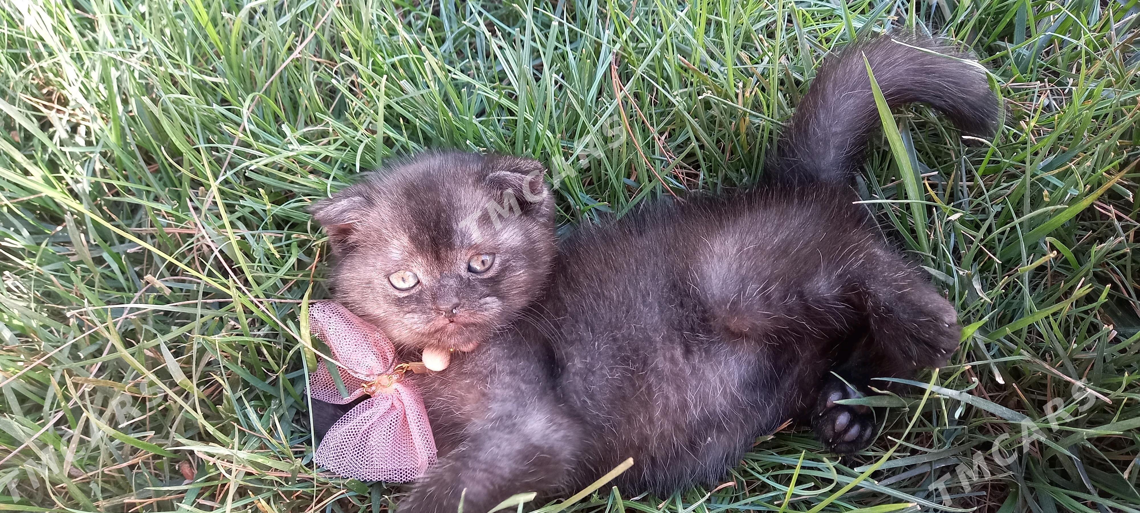 Кошки, котята породистые - Türkmenabat - img 1